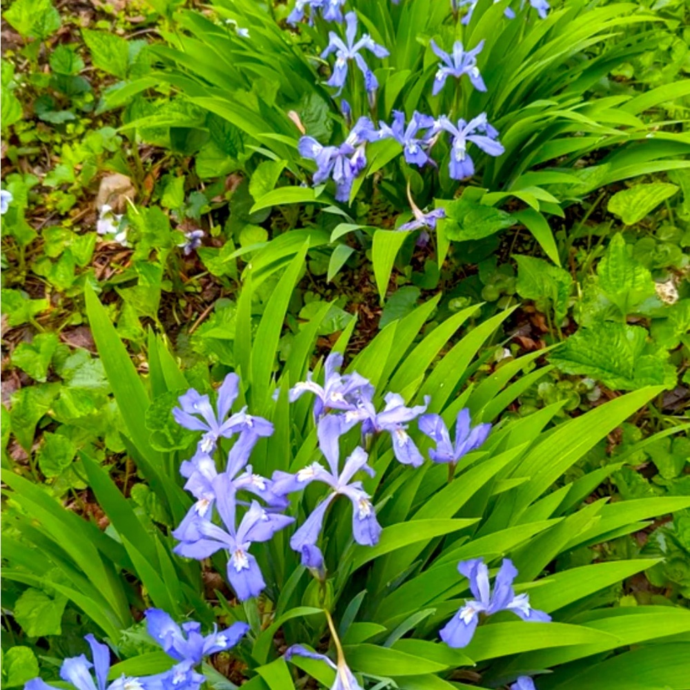 DWARF CRESTED IRIS. 5 plants for $20